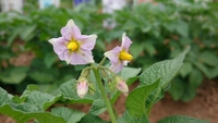 野菜の花。 2015/05/12 21:43:14