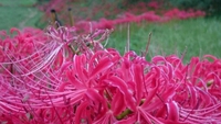 桜淵付近の彼岸花。 2015/09/24 23:15:28