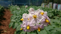 花が満開。 2015/05/13 23:04:18