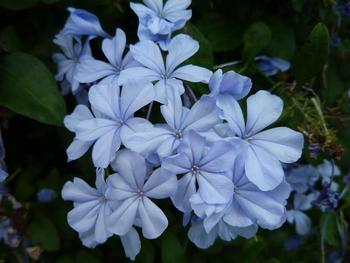 青い花♪