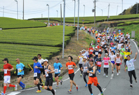 静岡県掛川新茶マラソン
