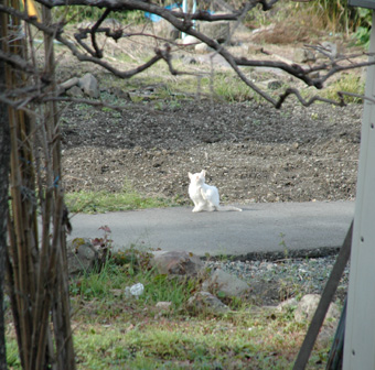 ばあちゃん、森町の人。