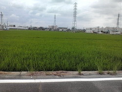 緑のじゅうたん☆