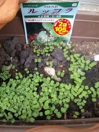 今日のランチ