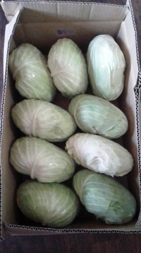 11月5日の記事 2016/11/05 10:01:38