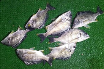 浜名湖キビレ釣りの釣果投稿頂きました