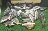 浜名湖　大漁の釣果投稿頂きました