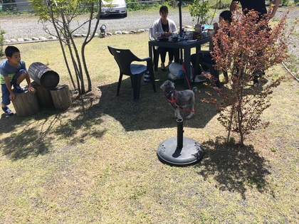 6月もワンとたちが遊びに来てくれてます(#^.^#)