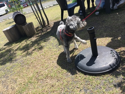 6月もワンとたちが遊びに来てくれてます(#^.^#)