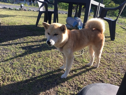 6月もワンとたちが遊びに来てくれてます(#^.^#)
