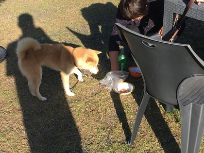 6月もワンとたちが遊びに来てくれてます(#^.^#)