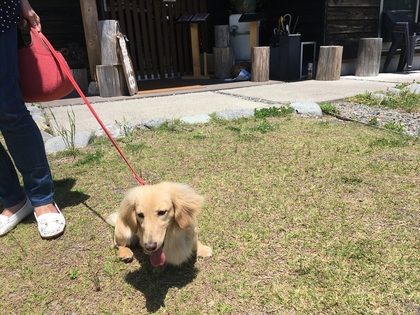 6月もワンとたちが遊びに来てくれてます(#^.^#)