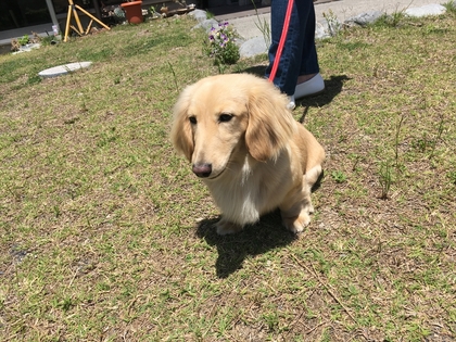 6月もワンとたちが遊びに来てくれてます(#^.^#)