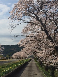 川根さくら情報【高郷の桜】2014・4・1（晴れ）