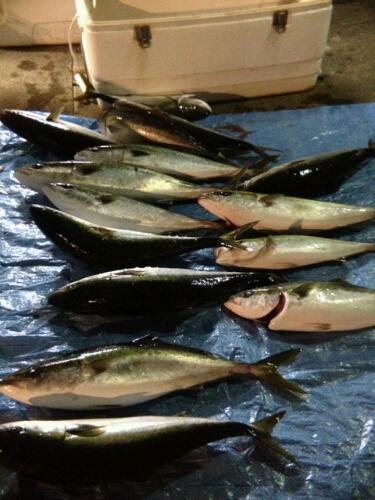 タカたかコンビ釣果