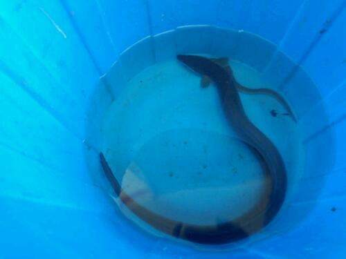 昨夜のうなぎ釣り
