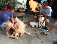マルチェロ看板犬への挑戦！