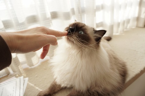 『いい肉の日』は、愛猫こびちゃんの誕生日！！