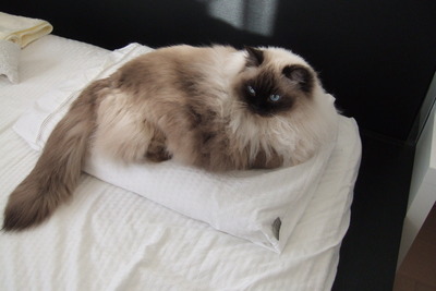 猫枕？枕猫？（爆）