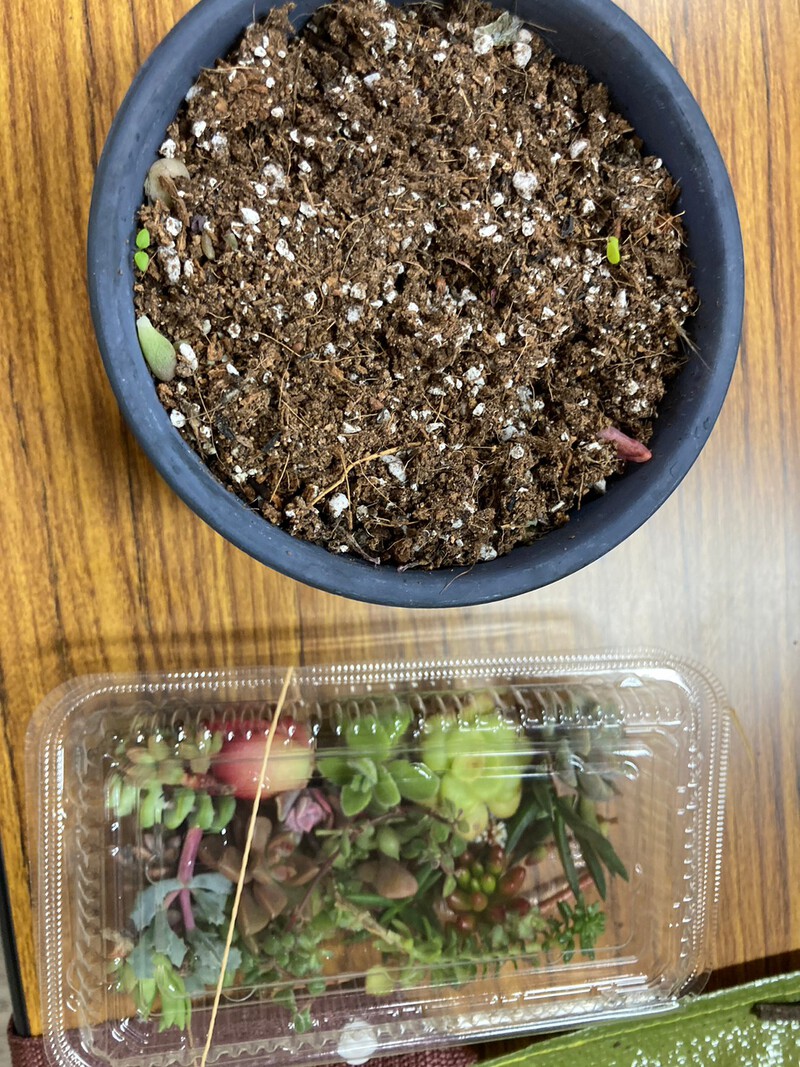 2022春休みわくわく寺子屋～１日目～寄せ植え講座