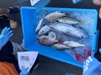 第３回自分よのなか塾（海で学ぶ理科・社会「魚の色と海の色の秘密」）