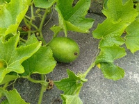 明日も明後日も販売します。 2019/08/18 10:05:36