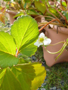 イチゴの花