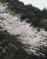 八幡神社の桜 2017/04/10 22:19:07