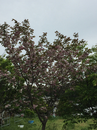 ボタン桜が満開！