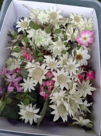 体験会用のお花 2014/05/26 18:35:37