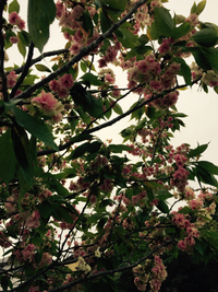 黄色の桜