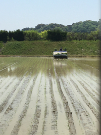 田植え。 2015/04/27 19:19:00
