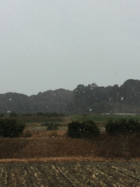 すごい雪 ((((；ﾟДﾟ))))))) 2017/01/14 11:33:29