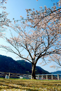 満開！ 2013/03/30 01:48:24