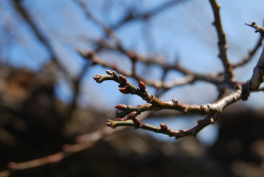 来年2月にはお花見ですっ♪