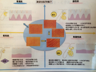 あなたのお肌はどんな肌？？