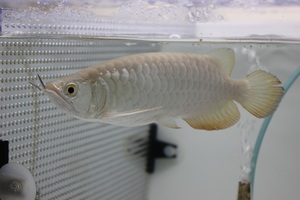 特売魚