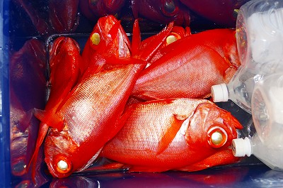 新居マリーナ釣果その４