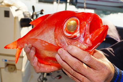 新居マリーナ釣果その４