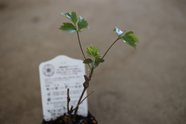 芽吹き