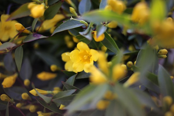 元気が出る花。