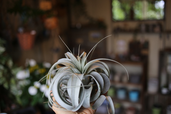 植物×植物