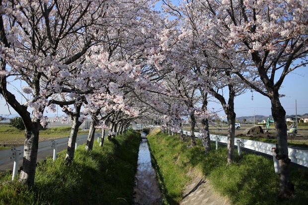 ＊お花見＊
