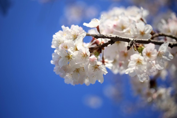 ＊お花見＊
