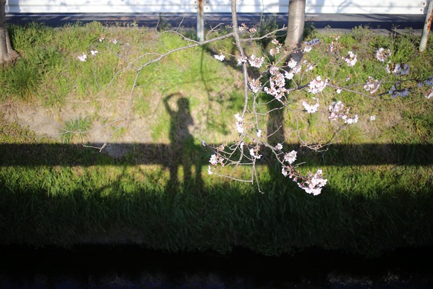 ＊お花見＊