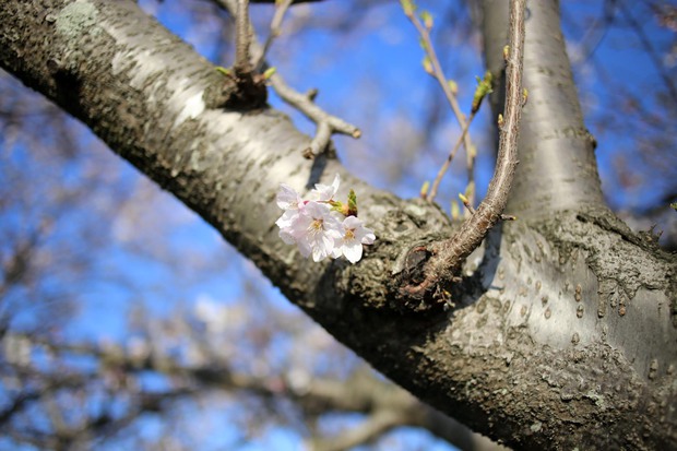 ＊お花見＊