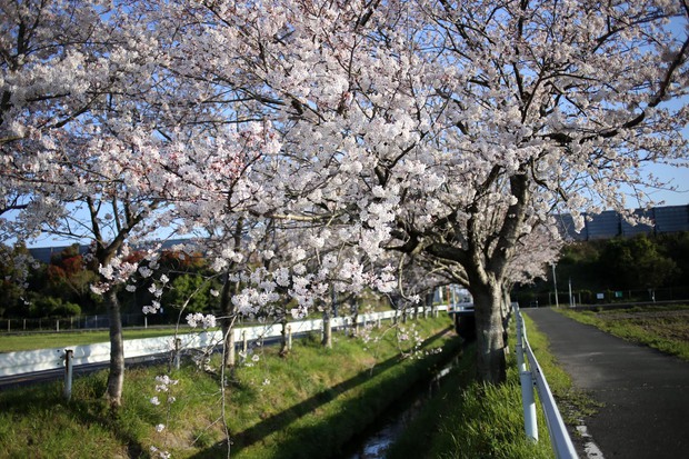 ＊お花見＊