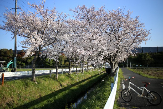 ＊お花見＊