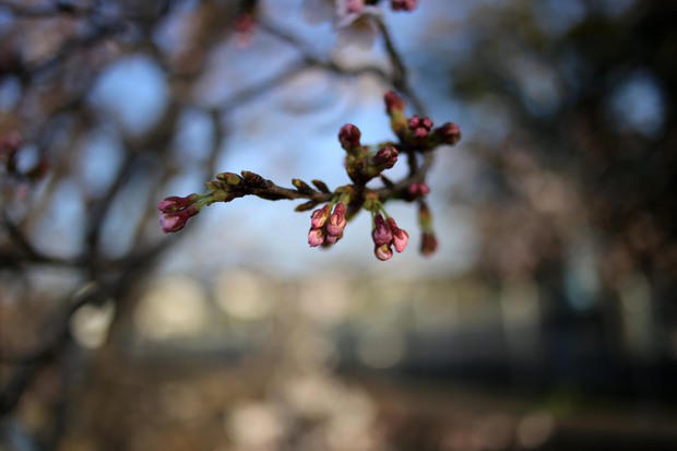 ＊お花見＊