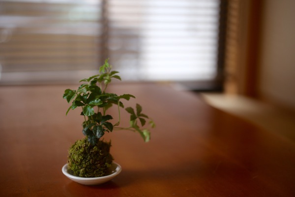 植物のある暮らし
